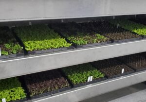 Freight Farms Emerges as Global AgTech Leader with Small-Scale Solutions